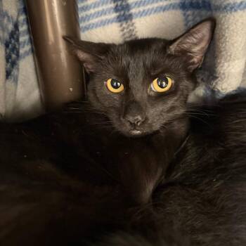 Olive -  Domestic Short Hair Cat for Adoption in Las Vegas, Nevada - Olive | PetCurious