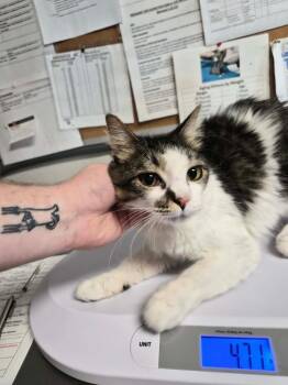 Aiko -  Domestic Medium Hair Cat for Adoption in Bolivar, Missouri - Aiko | PetCurious