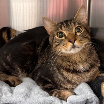 Barry -  Domestic Short Hair Cat for Adoption in Lynchburg, Virginia - Barry | PetCurious