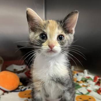 Jasmine -  Domestic Short Hair Cat for Adoption - Jasmine | PetCurious