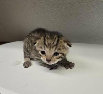 Woody -  Domestic Short Hair Cat for Adoption in Winnipeg, Manitoba - Woody | PetCurious
