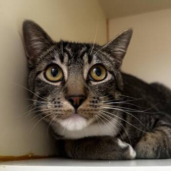 Gabe -  Domestic Short Hair Cat for Adoption in Murray, Utah - Gabe | PetCurious