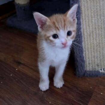 Domestic Short Hair Cats Available for Adoption - Siren C10769 | PetCurious