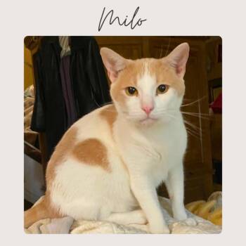Domestic Short Hair Cats Available for Adoption - MILO | PetCurious