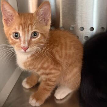 Kitten Woods_2 -  Domestic Short Hair Cat for Adoption in Bend, Oregon - Kitten Woods_2 | PetCurious