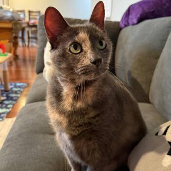 Large Marge -  Domestic Short Hair Cat for Adoption in Gibsonia, Pennsylvania - Large Marge | PetCurious