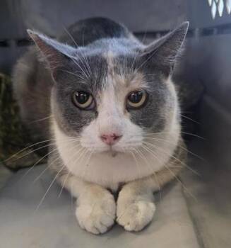 Domestic Short Hair Cats Available for Adoption - GIDGET | PetCurious
