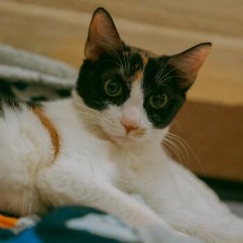 Alyssa -  Domestic Short Hair Cat for Adoption in Los Angeles, California - Alyssa | PetCurious