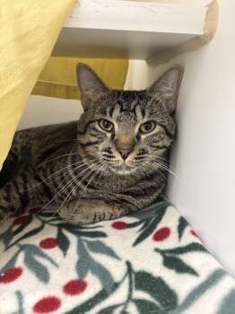 Kia -  Domestic Short Hair Cat for Adoption in Reisterstown, Maryland - Kia | PetCurious