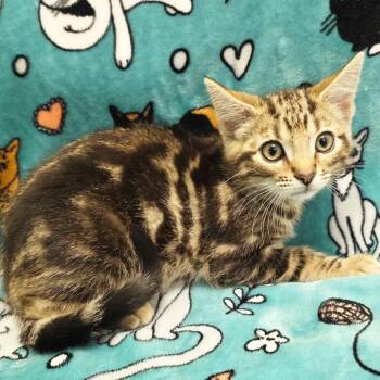 Starbucks -  Domestic Short Hair Cat for Adoption in Mt. Juliet, Tennessee - Starbucks | PetCurious