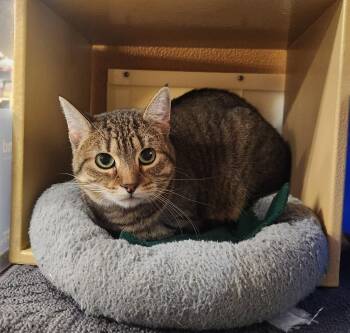 Bankie -  Domestic Short Hair Cat for Adoption in Port Barrington, Illinois - Bankie | PetCurious
