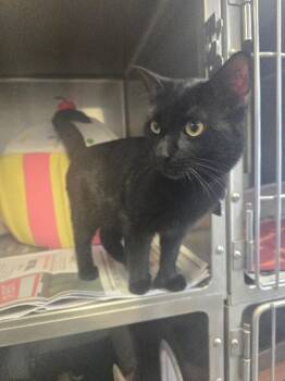 Mr. Thumbs -  Domestic Short Hair Cat Available for Adoption in Cortland, New York - Mr. Thumbs | PetCurious