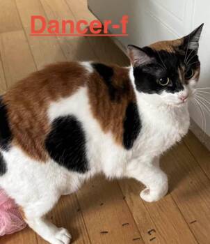 Dancer 24 -  Calico Cat Available for Adoption in Brookhaven, Mississippi - Dancer 24 | PetCurious