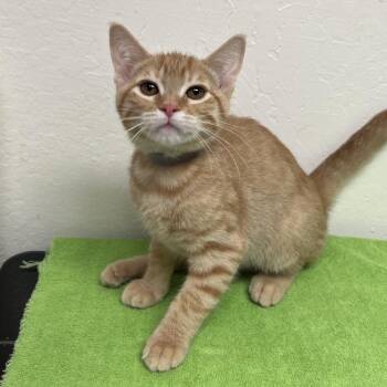 Coach -  Domestic Short Hair Cat for Adoption in Morgan Hill, California - Coach | PetCurious