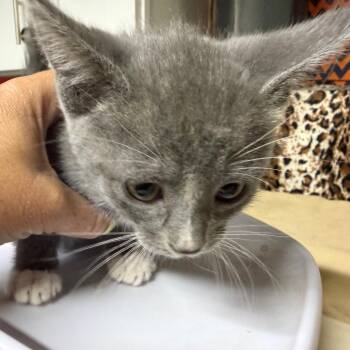 Domestic Short Hair Cats Available for Adoption in Gainesville, Florida - Loop | PetCurious