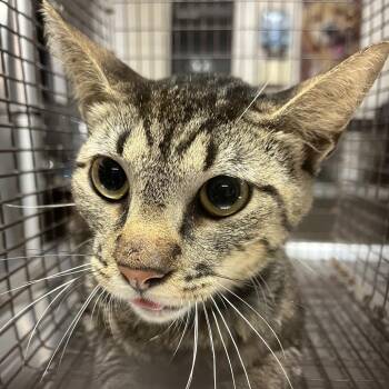 Domestic Short Hair Cats Available for Adoption in Edinburg, Texas - Simon | PetCurious