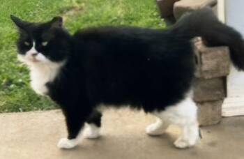 Tuxedo Cats Available for Adoption in Franklin, Tennessee - LOLLY | PetCurious
