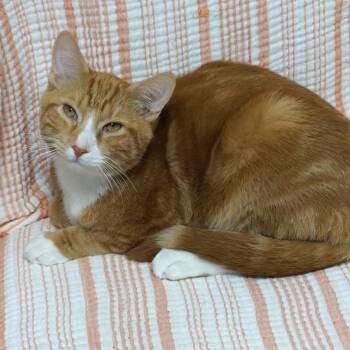 Finnick II -  Domestic Short Hair Cat for Adoption in Fountain Hills, Arizona - Finnick II | PetCurious