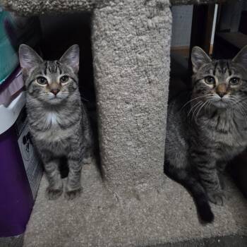 Rescue Domestic Short Hair Cats for Adoption in Saint Francis, Minnesota - Sebastian & Kia | PetCurious