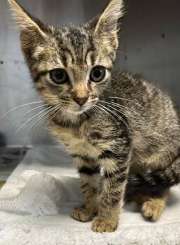 Mika -  Domestic Short Hair Cat for Adoption in Chamblee, Georgia - Mika | PetCurious