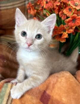 (KO) 6/10/26 Jerry -  Domestic Short Hair Cat for Adoption in Stillwater, Oklahoma - (KO) 6/10/26 Jerry | PetCurious