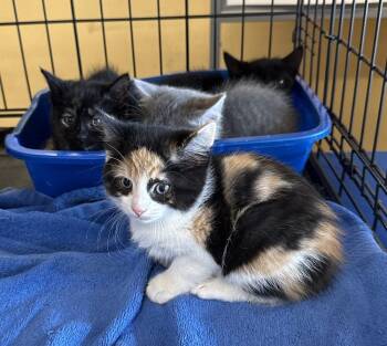 Calico and Domestic Short Hair Cats Available for Adoption in Powder Springs, Georgia - Moxie | PetCurious