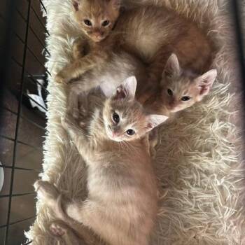 Reese -  Domestic Short Hair Cat for Adoption in Portage, Michigan - Reese | PetCurious