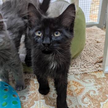 Cashew -  Domestic Long Hair Cat for Adoption in Aberdeen, Washington - Cashew | PetCurious