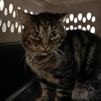 Big Head -  Domestic Short Hair Cat for Adoption in Lynchburg, Virginia - Big Head | PetCurious