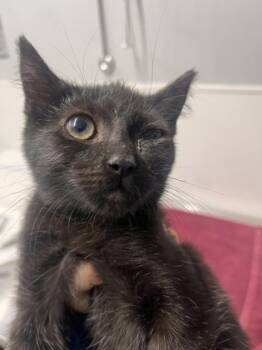 Rescue Domestic Short Hair Cats for Adoption in West Chester, Pennsylvania - Dakota | PetCurious