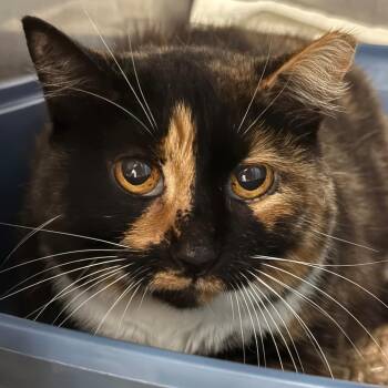 London -  Domestic Short Hair Cat for Adoption in Troy, Virginia - London | PetCurious