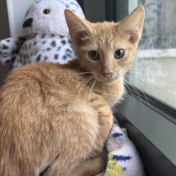 Quentin -  Domestic Short Hair Cat for Adoption in West Palm Beach, Florida - Quentin | PetCurious