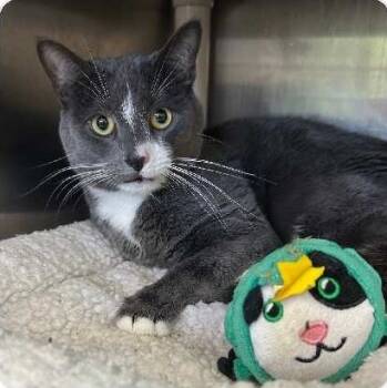 Rescue Domestic Short Hair Cats for Adoption in Ogden, Utah - Skye | PetCurious