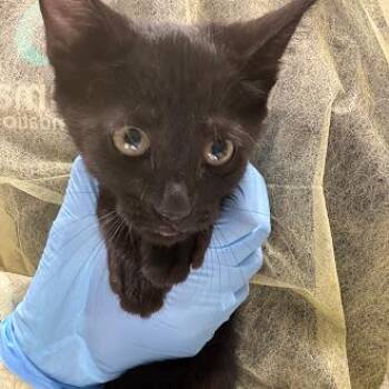MORO -  Domestic Short Hair Cat for Adoption in Las Vegas, Nevada - MORO | PetCurious