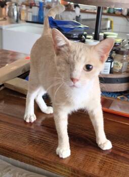 Marmalade -  Domestic Short Hair Cat for Adoption in Pawleys Island, South Carolina - Marmalade | PetCurious