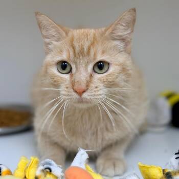 Domestic Short Hair Cats Available for Adoption in Champaign, Illinois - Lil Boo | PetCurious