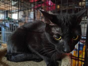 Emily Rose -  Domestic Short Hair Cat for Adoption in Cromwell, Kentucky - Emily Rose | PetCurious