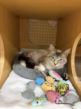 Sally -  Domestic Medium Hair and Siamese Cat for Adoption in Herndon, Virginia - Sally | PetCurious