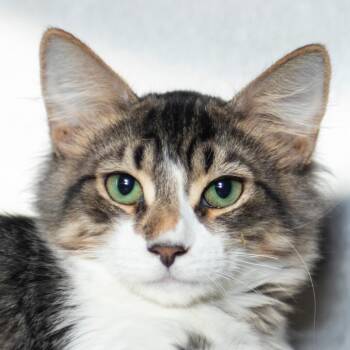Remy -  Domestic Medium Hair Cat for Adoption in Middletown, Rhode Island - Remy | PetCurious