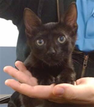AVIV -  Domestic Short Hair Cat for Adoption in Doral, Florida - AVIV | PetCurious