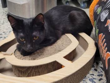 Rescue Domestic Short Hair Cats for Adoption in Camp Hill, Pennsylvania - Eleanor | PetCurious