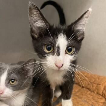 Smudge -  Domestic Short Hair Cat for Adoption in Dayton, Ohio - Smudge | PetCurious