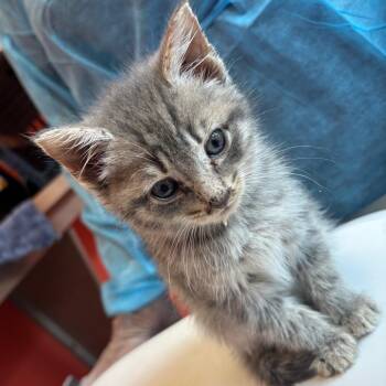 Hue -  Domestic Medium Hair Cat for Adoption in Newark, New Jersey - Hue | PetCurious