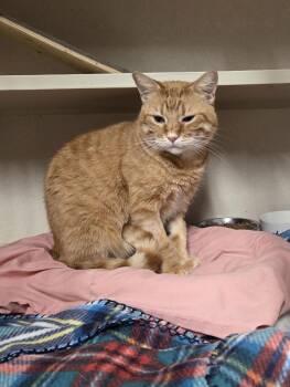 Domestic Short Hair Cats Available for Adoption - Oliver | PetCurious