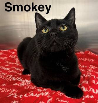 SMOKEY -  Domestic Medium Hair and Domestic Short Hair Cat for Adoption in Anchorage, Alaska - SMOKEY | PetCurious