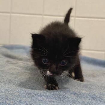 Lynx -  Domestic Long Hair Cat for Adoption in Durango, Colorado - Lynx | PetCurious