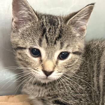 Domestic Short Hair Cats Available for Adoption in Marshall, Virginia - Smokey | PetCurious