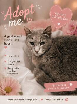 Domestic Short Hair Cats Available for Adoption in Kemp, Texas - Scooby Doo | PetCurious