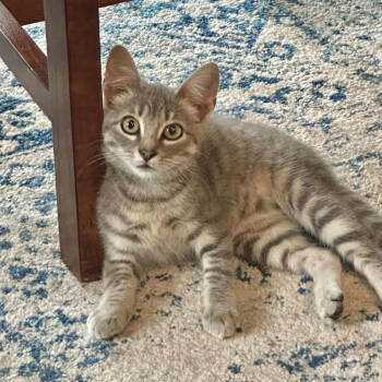 Rescue Tabby and Domestic Short Hair Cats for Adoption in Skyline, Minnesota - Luna | PetCurious