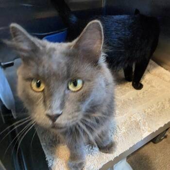 Silver -  Domestic Medium Hair Cat for Adoption in Cedaredge, Colorado - Silver | PetCurious
